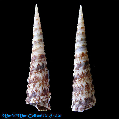 Turritella exoleta (Linnaeus, 1758)