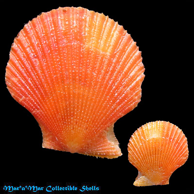 Chlamys benedicti (Verril & Bush, 1897)