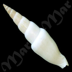 Alternative view of Mitra swainsonii Broderip, 1836