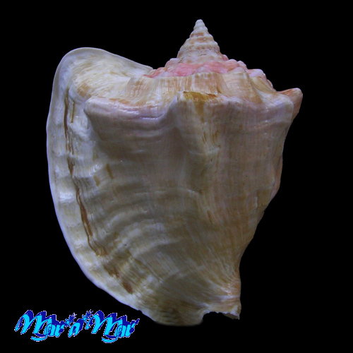 Strombus costatus spectabilis Gmelin, 1791 - Imagem 2