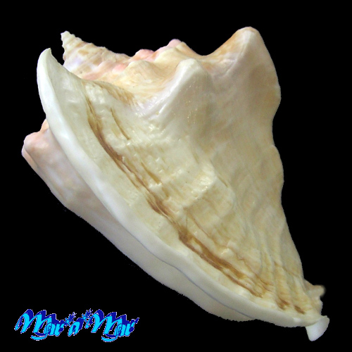 Strombus costatus spectabilis Gmelin, 1791 - Imagem 3