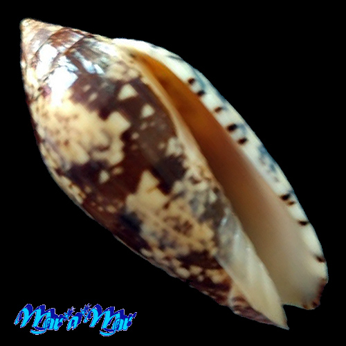 Scaphella junonia butleri Clench, 1953