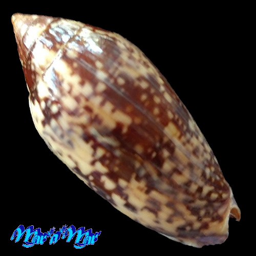Alternative view of Scaphella junonia butleri Clench, 1953