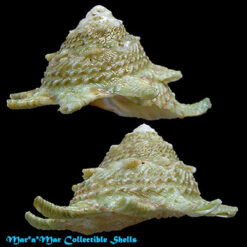 Astralium brevispina (Lamarck, 1822)