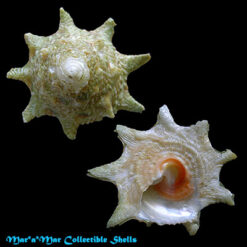 Astralium brevispina (Lamarck, 1822) - Imagem 2