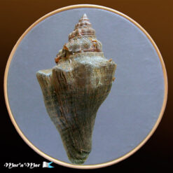 Alternative view of Pugilina tupiniquim Abbate & Simone, 2015