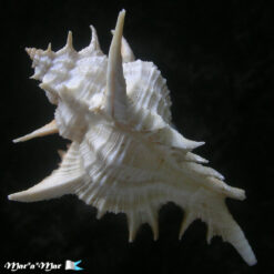 Alternative view of Siratus formosus (Sowerby, 1841)