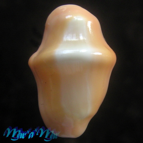 Cyphoma gibbosum (Linnaeus, 1758) - Imagem 2