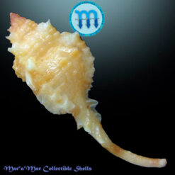 Alternative view of Siratus coltrorum E. Vokes, 1991