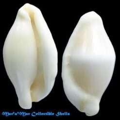 Alternative view of Cyphoma guerrinii Fehse, 2001