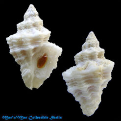 Coralliophila macleani Shasky, 1970