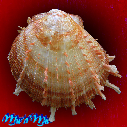 Spondylus ictericus Reeve, 1856