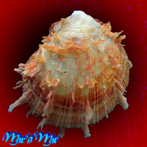 Alternative view of Spondylus ictericus Reeve, 1856