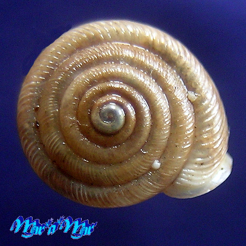 Polygyra plana bahamensis Vanatta, 1919