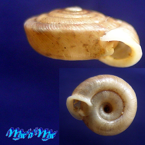 Alternative view of Polygyra plana bahamensis Vanatta, 1919