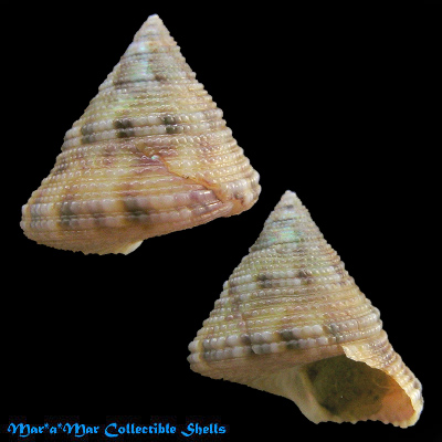 Calliostoma sanjaimense McLean, 1970