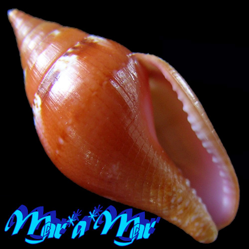 Columbella costa Simone, 2007