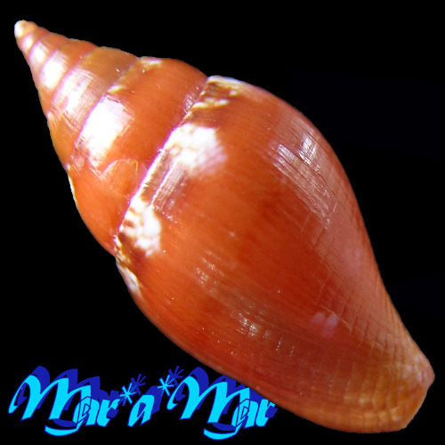 Alternative view of Columbella costa Simone, 2007