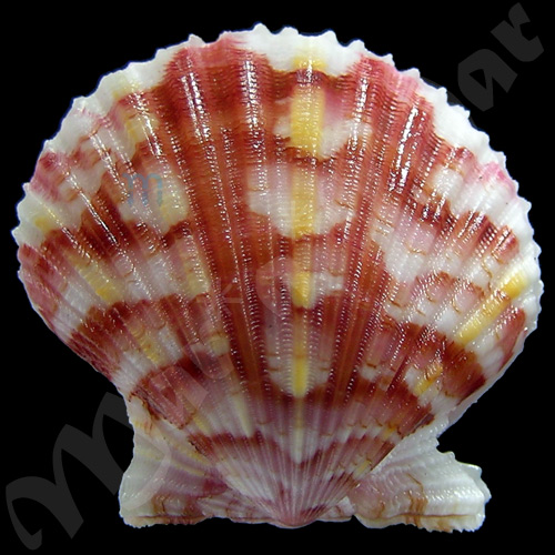 Argopecten noronhensis (E. A. Smith, 1885)