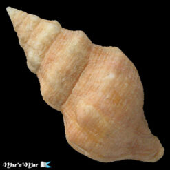 Alternative view of Leucozonia granulilabris (Vermeij & Snyder, 2003)