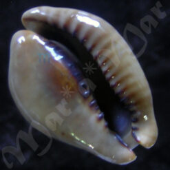 Cypraea (Muracypraea) mus mus Linnaeus, 1758