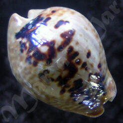 Alternative view of Cypraea (Muracypraea) mus mus Linnaeus, 1758