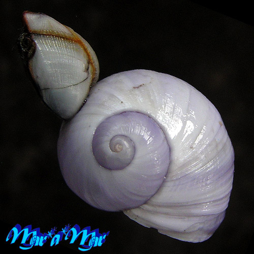 Alternative view of Janthina janthina (Linnaeus, 1758)