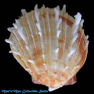 Spondylus ictericus Reeve, 1856