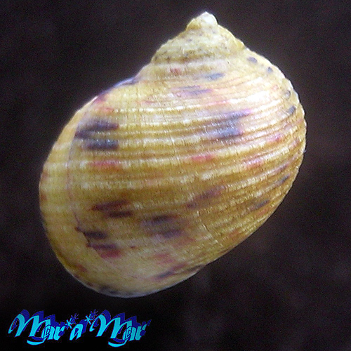 Alternative view of Nerita peloronta Linnaeus, 1748