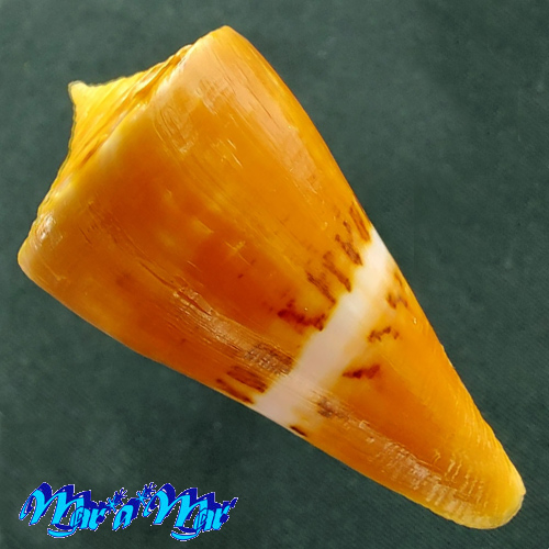 Conus worki Petuch, 1998 - Image 2