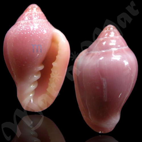 Eratoidea hematita (Kiener, 1834)