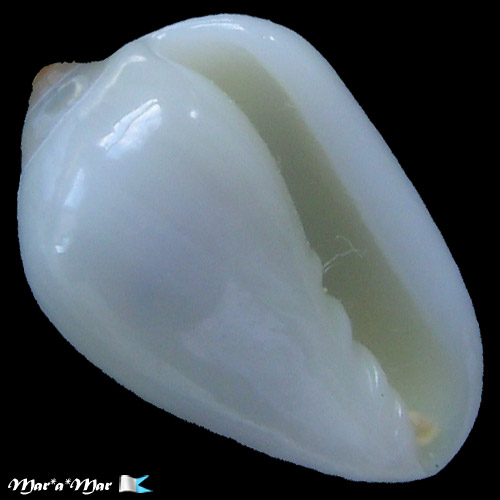 Prunum apicinum virgineum (Jousseaume, 1875)