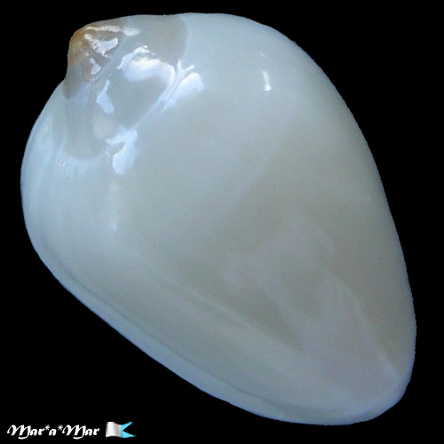 Prunum apicinum virgineum (Jousseaume, 1875) - Image 2