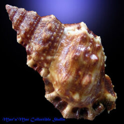 Bursa cubaniana (Orbigny, 1842) - Imagem 2