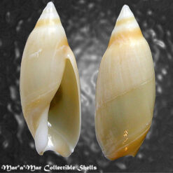 Alternative view of Amalda josecarlosi Pastorino, 2003