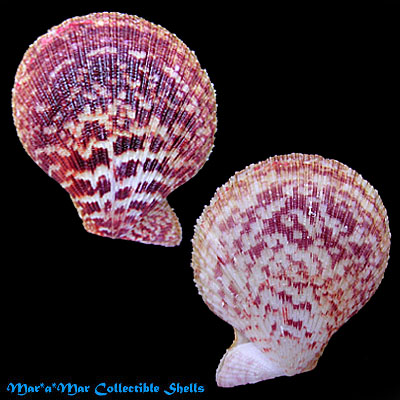 Caribachlamys ornata (Lamarck, 1819)