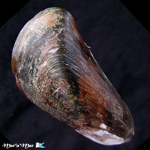 Mytella guyenensis (Lamarck, 1819)