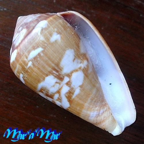 Conus guinaicus Hwass, 1792