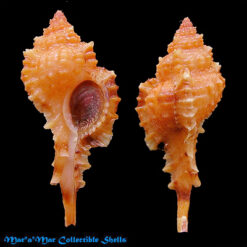 Siratus coltrorum E. Vokes, 1991