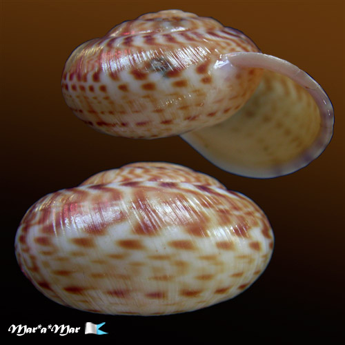 Alternative view of Solaropsis pilsbryi Iheringe, 1900