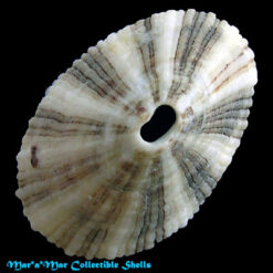 Alternative view of Diodora patagonica (Sowerby, 1847)*