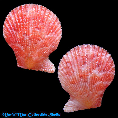 Chlamys benedicti (Verril & Bush, 1897)