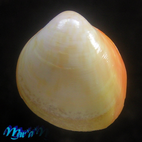 Alternative view of Laevicardium laevigatum (Linnaeus, 1758)