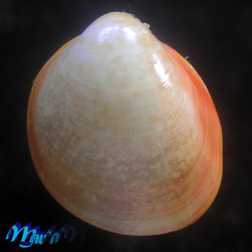 Laevicardium laevigatum (Linnaeus, 1758)