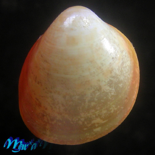 Alternative view of Laevicardium laevigatum (Linnaeus, 1758)