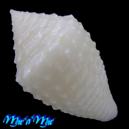 Alternative view of Conus (Jaspidiconus) toincabrali Petuch & Berschauer, 2019