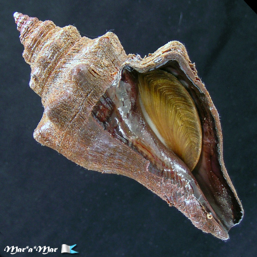 Pugilina tupiniquim Abbate & Simone, 2015