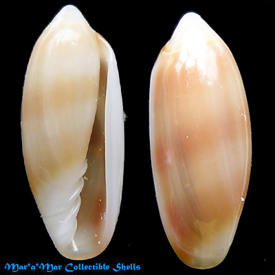 Volvarina avena (Kiener, 1834)