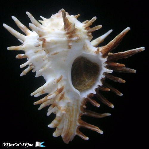 Homalocantha oxycantha (Broderip, 1833)