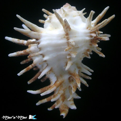 Homalocantha oxycantha (Broderip, 1833) - Image 2